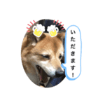 わんわんにゃにゃにゃ（個別スタンプ：26）