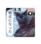 わんわんにゃにゃにゃ（個別スタンプ：27）
