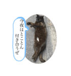 わんわんにゃにゃにゃ（個別スタンプ：28）