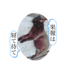 わんわんにゃにゃにゃ（個別スタンプ：29）