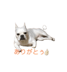フレブル  はな（個別スタンプ：7）