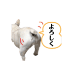 フレブル  はな（個別スタンプ：13）