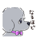 3匹のトイプーたち（個別スタンプ：12）