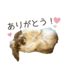 うさぎのふわり（個別スタンプ：1）