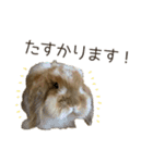 うさぎのふわり（個別スタンプ：3）