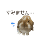 うさぎのふわり（個別スタンプ：4）