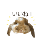 うさぎのふわり（個別スタンプ：7）