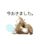 うさぎのふわり（個別スタンプ：10）