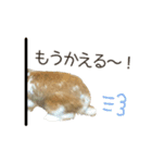 うさぎのふわり（個別スタンプ：11）