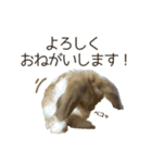 うさぎのふわり（個別スタンプ：13）