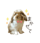 うさぎのふわり（個別スタンプ：14）