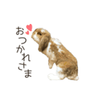 うさぎのふわり（個別スタンプ：15）