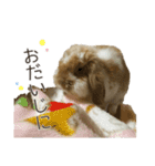 うさぎのふわり（個別スタンプ：16）