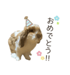 うさぎのふわり（個別スタンプ：20）