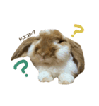うさぎのふわり（個別スタンプ：21）