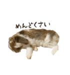うさぎのふわり（個別スタンプ：24）