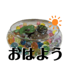 アフウシ4（個別スタンプ：1）