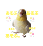 オカメインコとウロコインコ2（個別スタンプ：1）