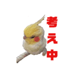 オカメインコとウロコインコ2（個別スタンプ：3）