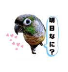 オカメインコとウロコインコ2（個別スタンプ：4）