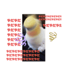 オカメインコとウロコインコ2（個別スタンプ：5）
