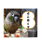 オカメインコとウロコインコ2（個別スタンプ：6）
