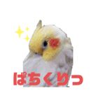 オカメインコとウロコインコ2（個別スタンプ：7）