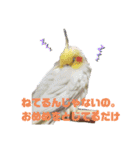 オカメインコとウロコインコ2（個別スタンプ：9）