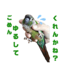 オカメインコとウロコインコ2（個別スタンプ：10）
