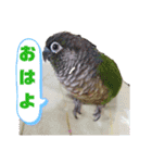 オカメインコとウロコインコ2（個別スタンプ：11）