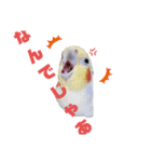 オカメインコとウロコインコ2（個別スタンプ：12）