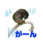 オカメインコとウロコインコ2（個別スタンプ：13）