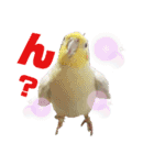 オカメインコとウロコインコ2（個別スタンプ：14）