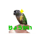 オカメインコとウロコインコ2（個別スタンプ：15）