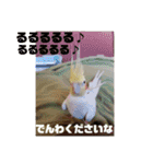 オカメインコとウロコインコ2（個別スタンプ：16）