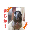 オカメインコとウロコインコ2（個別スタンプ：17）