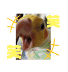 オカメインコとウロコインコ2（個別スタンプ：18）