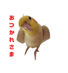オカメインコとウロコインコ2（個別スタンプ：20）