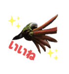 オカメインコとウロコインコ2（個別スタンプ：21）