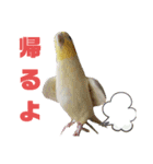 オカメインコとウロコインコ2（個別スタンプ：22）