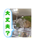 オカメインコとウロコインコ2（個別スタンプ：23）