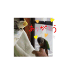 オカメインコとウロコインコ2（個別スタンプ：24）