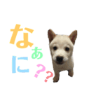 定春くん（個別スタンプ：10）