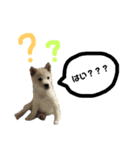 定春くん（個別スタンプ：11）