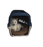 定春くん（個別スタンプ：15）