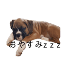 ボクサー犬.Emma（個別スタンプ：1）