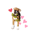 ボクサー犬.Emma（個別スタンプ：2）