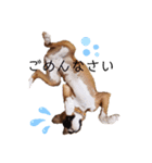 ボクサー犬.Emma（個別スタンプ：3）