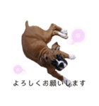 ボクサー犬.Emma（個別スタンプ：4）