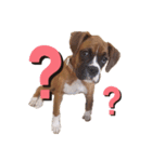 ボクサー犬.Emma（個別スタンプ：5）